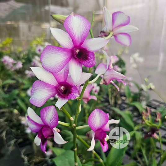 Dendrobium Orchid Apichart Rainbow #246 Mature