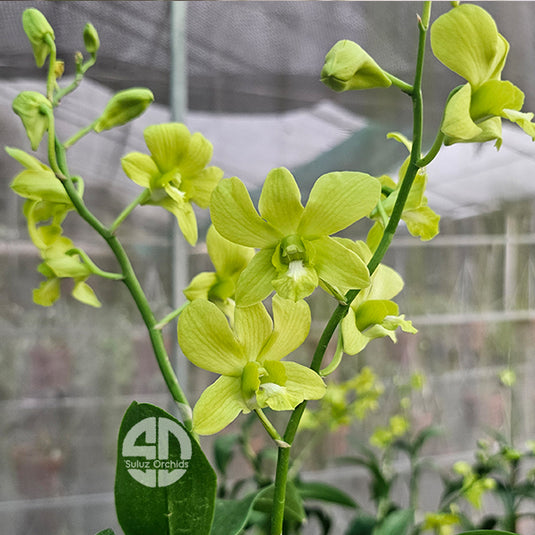 Dendrobium Orchid Areedage Green Apple Mature