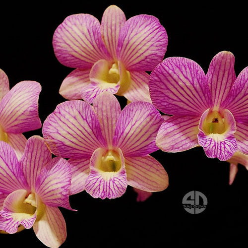 Pink Dendrobium orchid bloom with blended pink and peach tones and purple margins.