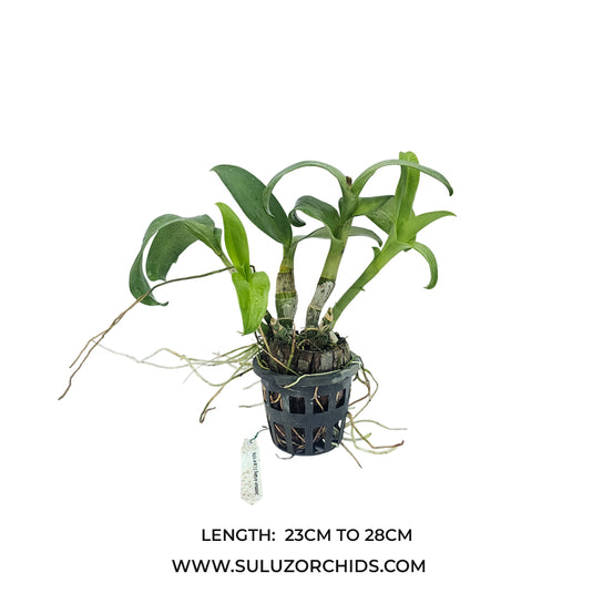 Dendrobium orchid Aridang 3 Lip #1576 mature bushy plant with strong green canes