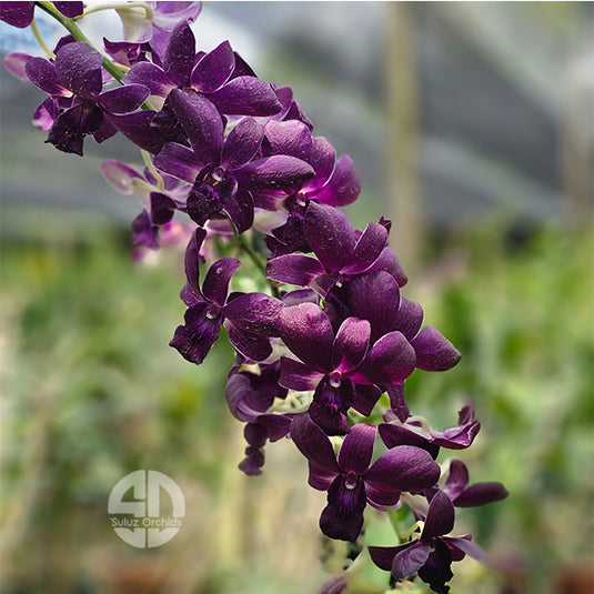 Dendrobium Orchid Airway Blue x Blue Angel #1 Mature Bushy Plant