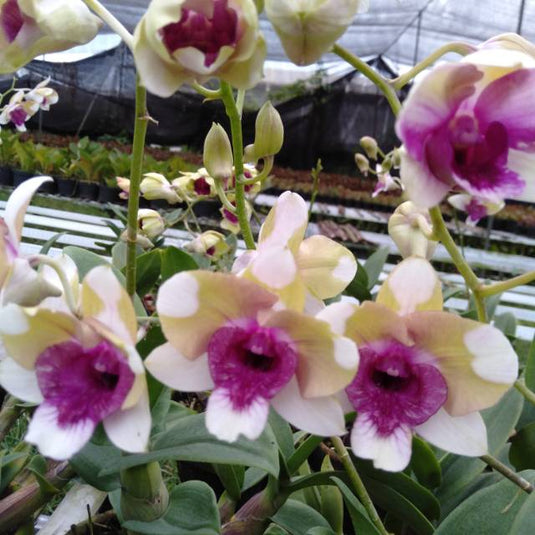 Dendrobium Orchid Baby Happy Holiday purple flower with rich violet tones.