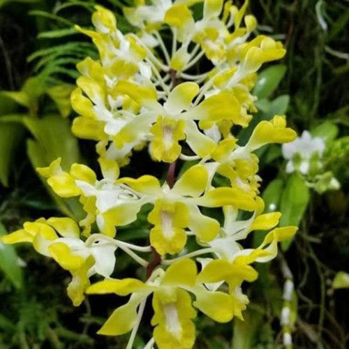 Fresh Yellow Dendrobium orchid with bold yellow and white mix petals and delicate texture
