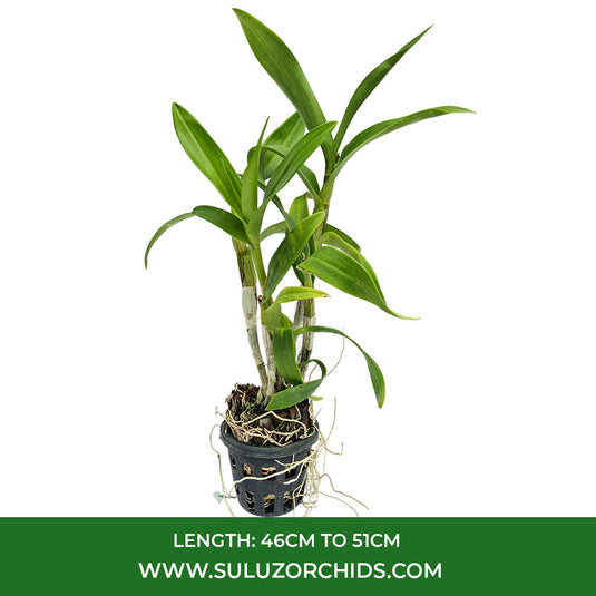 Deep White Dendrobium orchid blossoms with delicate layered petals.