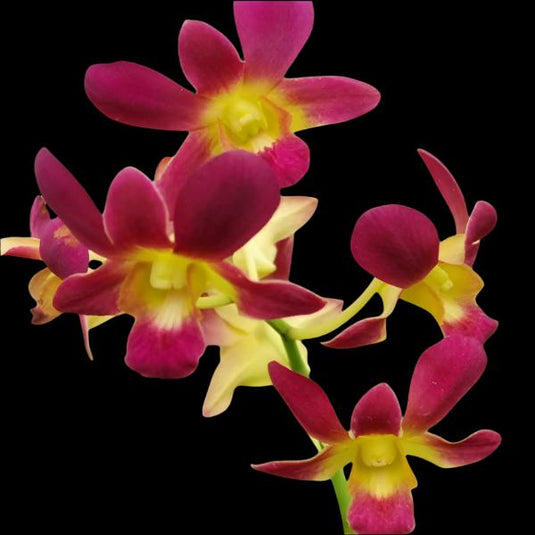 Dendrobium Orchid Berthachong x Samphan Brown brown flower with warm reddish tones and rounded petals