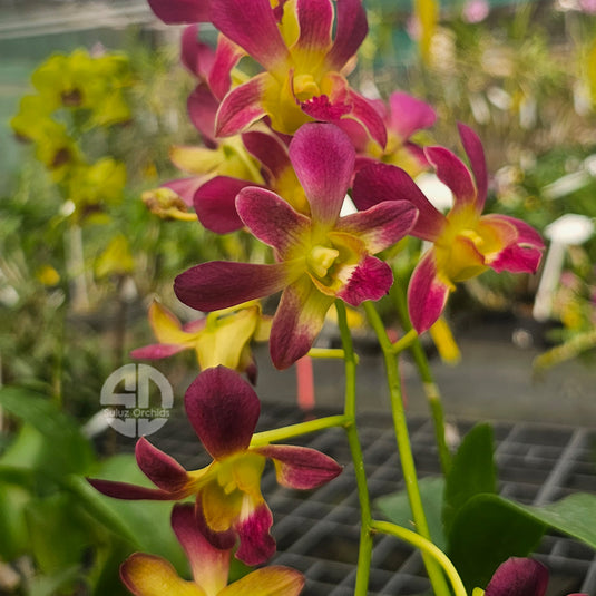 Dendrobium Orchid Berthachong x Sampran Brown Mature With Buds/Flower