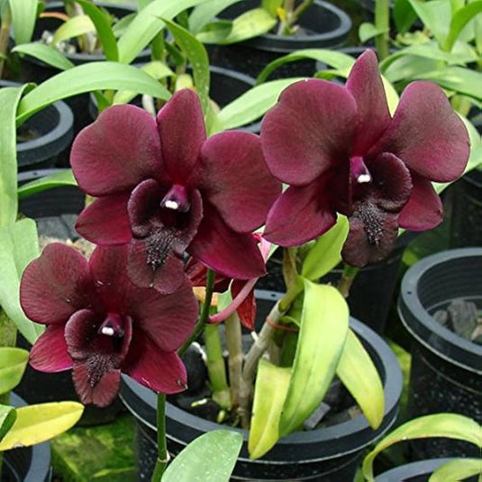 Dendrobium Orchid Black Pearl - Medium Stage