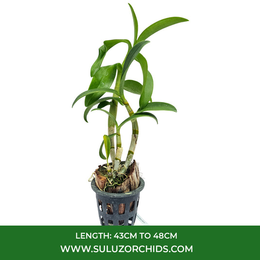 Vibrant Purple Dendrobium orchid showcasing clustered flowers on tall green canes.