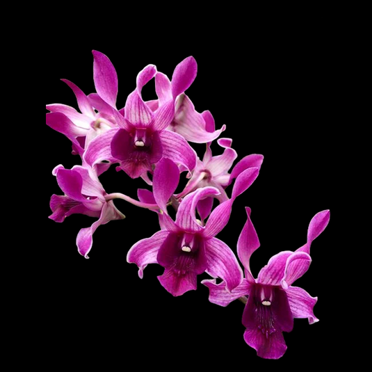 Dendrobium Orchid Plant Botim Seedling, rich purple flower