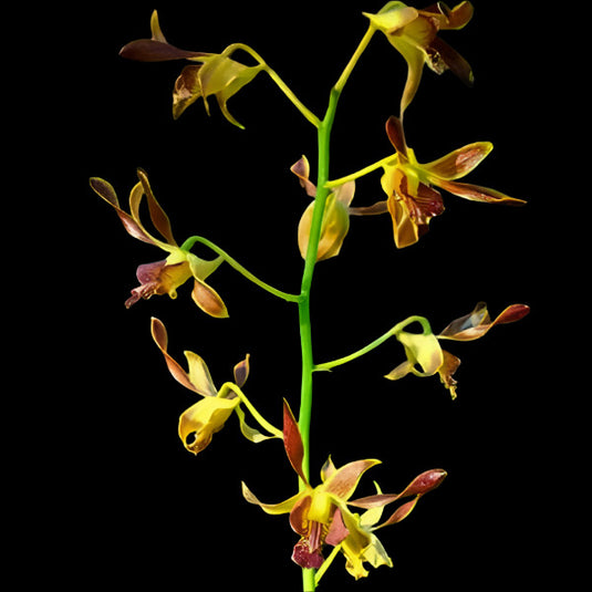 Blooming Yellow Dendrobium orchid featuring soft brown flower with yellow centers.