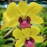 Dendrobium orchid with rich yellow petals and maroon contrasting center.