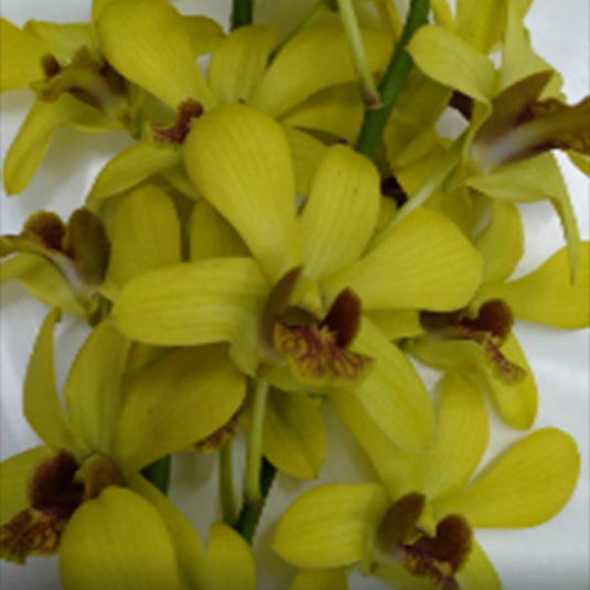 Dendrobium Orchid Burana Jade x Thongchai Gold T-153 yellow flower bloom