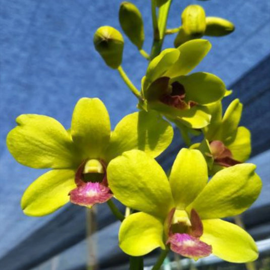 Dendrobium Orchid Burana Jade x Thongchai Gold T-23 yellow flower with pink lip