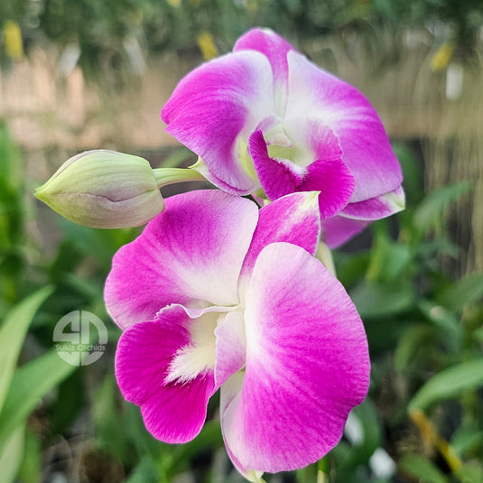 Fresh Purple Dendrobium orchid plant featuring striking purple blossoms