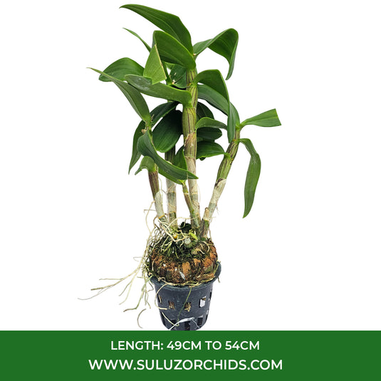 Purple Dendrobium orchid plant with rich white and purple mix blooms