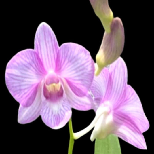 Pink Dendrobium orchid plant with striking lilac flowers