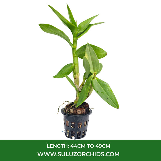 Pink Dendrobium orchid plant with rich lilac blooms