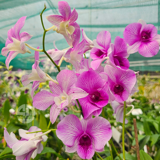 Dendrobium Orchid Burana Pink Stripe Mature With Buds/Flower