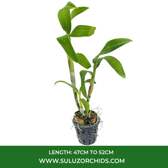 Graceful White Dendrobium orchid plant featuring delicate white petals