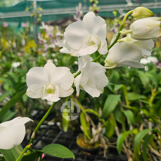 Dendrobium Orchid Burana White Mature With Buds/Flower