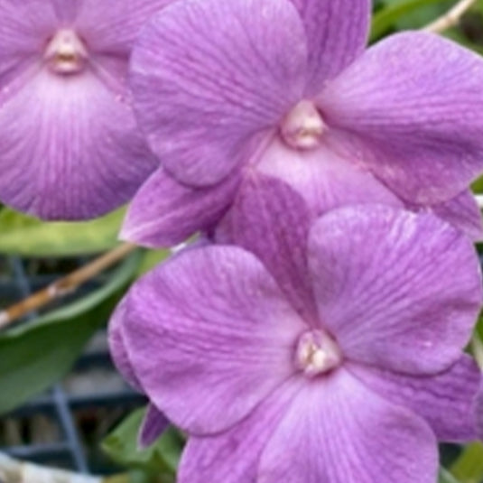 Fresh Purple Dendrobium orchid with bold purple blossoms and delicate texture.