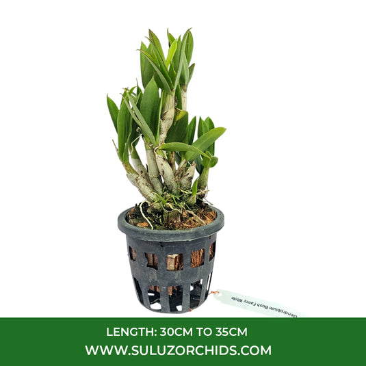 White Dendrobium orchid plant with striking white flowers