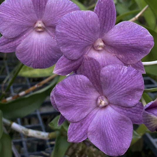 Deep Purple Dendrobium orchid blossom with smooth amethyst layered petals.