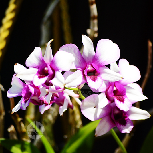Vibrant Purple Dendrobium orchid with light purple colored petals and soft pink-purple center.
