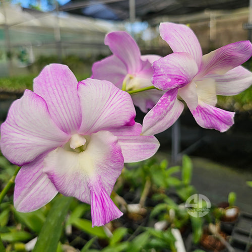Pink Dendrobium orchid bloom showcasing Ultra Pink tones and soft silky finish.