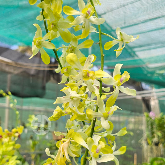 Dendrobium Orchid Ceasar Green light yellow flower with fresh vibrant tones