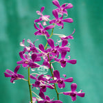 Dendrobium Orchid red-purple flower Ceasar Red