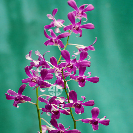 Dendrobium Orchid Plant Ceasar Red- Seedling