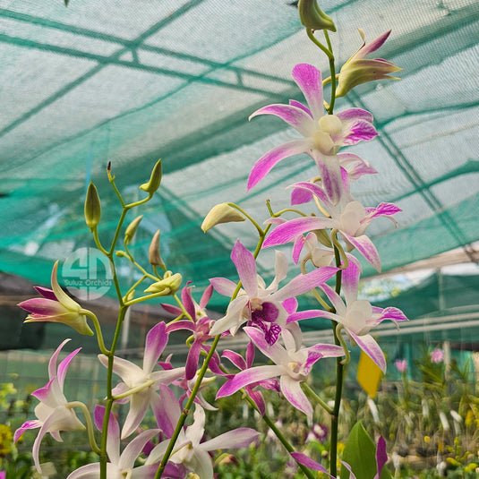 Dendrobium Orchid Ceasar White x Ceasar Warawan pink flower with purple magenta lip