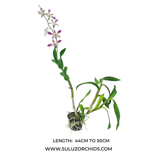 Dendrobium Orchid Plant Ceasar White x Ceasar Warawan pink flowering mature orchid plant