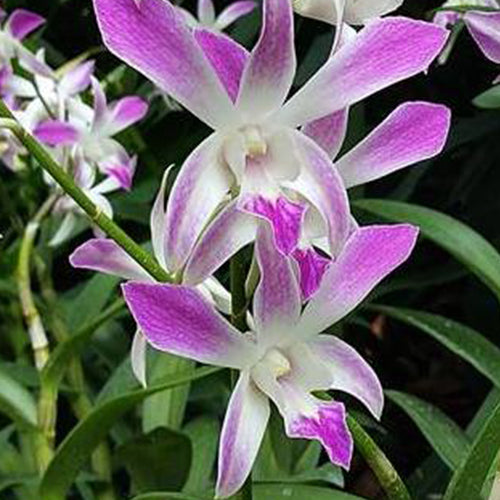 Dendrobium Orchid Ceaser Pink soft pink flower with delicate rounded petals and subtle white tones