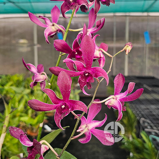 Dendrobium Orchid Ceaser Red Mature