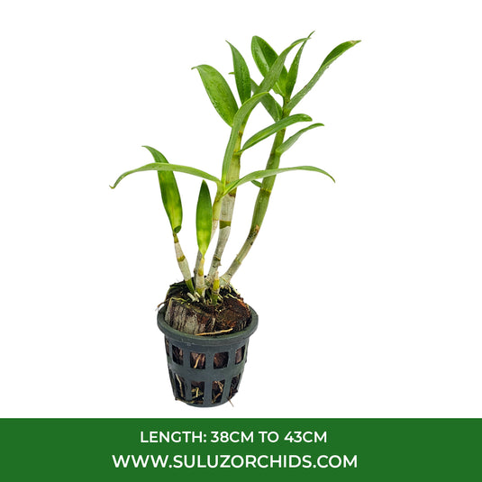 Pure White Dendrobium orchid plant featuring delicate white petals