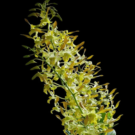 Yellow Dendrobium orchid showcasing rich golden and yellow blossoms in full bloom.