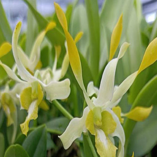 Dendrobium Orchid Plant Chan Jao White Yellow- Seedling