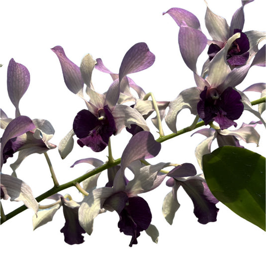 Regal purple Dendrobium orchid blossom with plush, velvety petals and graceful shape.