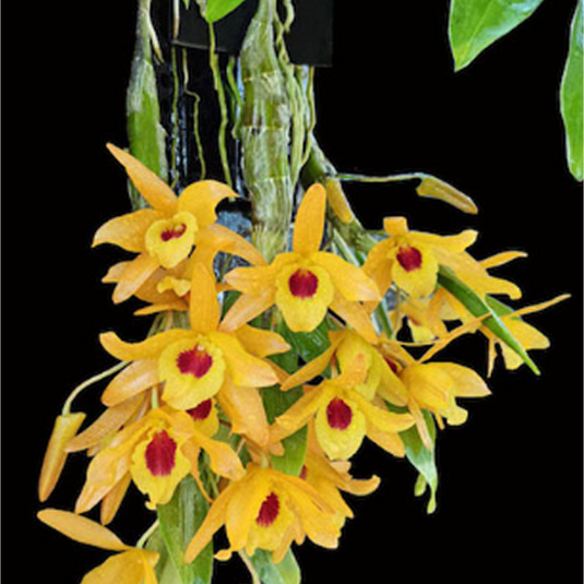 Dendrobium Orchid Chanthaboon Sunrise 'Aes' Exotic Plant