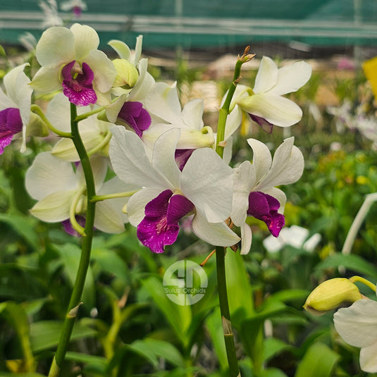 Dendrobium Orchid Charming White Mature With Buds/Flower