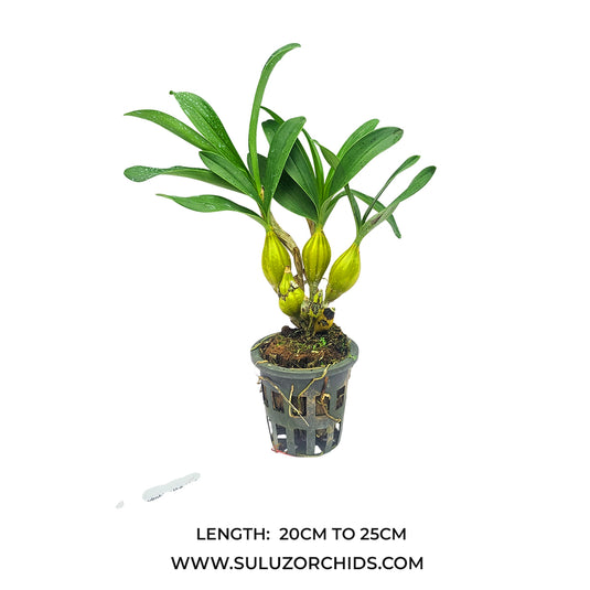 Dendrobium Chrysotoxum ( CHSTX ) Rare Exotic Orchid