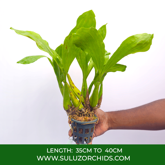 Dendrobium Orchid Coelogyne Rochussenii Exotic Plant