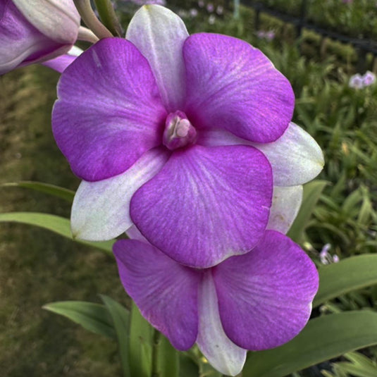 Deep amethyst Dendrobium orchid blossom with light purple layered petals.