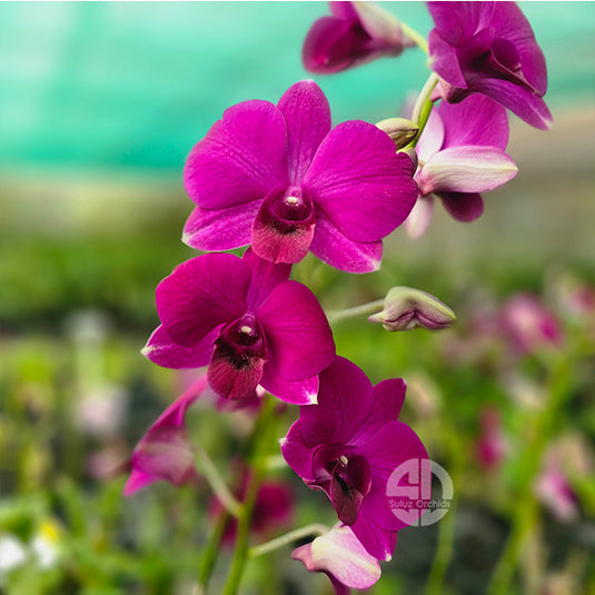 Dendrobium Orchid Dark Violet Mature