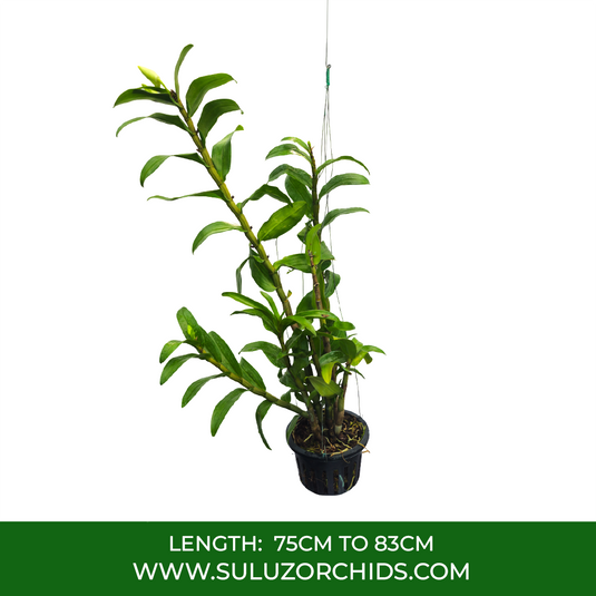 Dendrobium Orchid Dawn Malee Exotic Plant