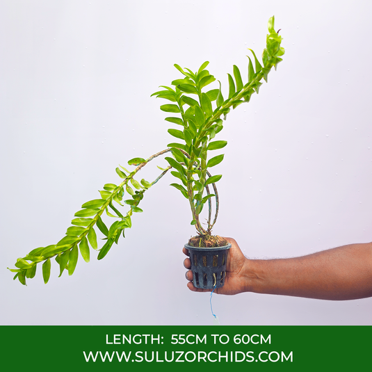 Dendrobium Orchid Ellipsophyllum Exotic Plant