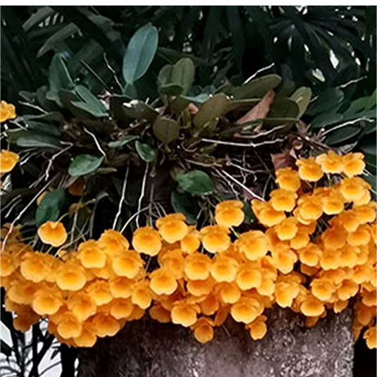 Dendrobium Orchid Den.Rin (Den.Ueang Phueng x Den.Jenkinsii) Exotic Plant