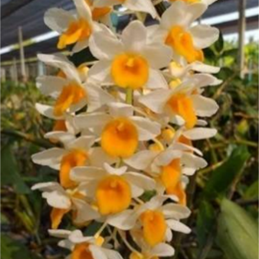 Dendrobium Orchid Thyriflorum Exotic Plant